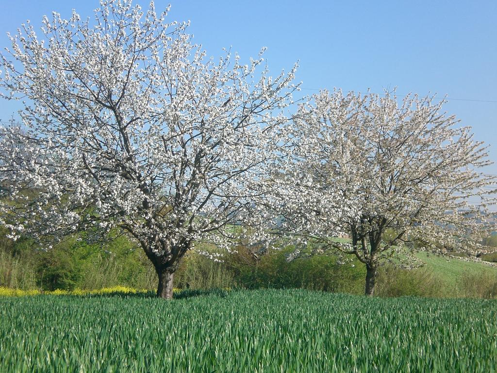 艾赛里歌住宿加早餐旅馆 奥西莫 外观 照片