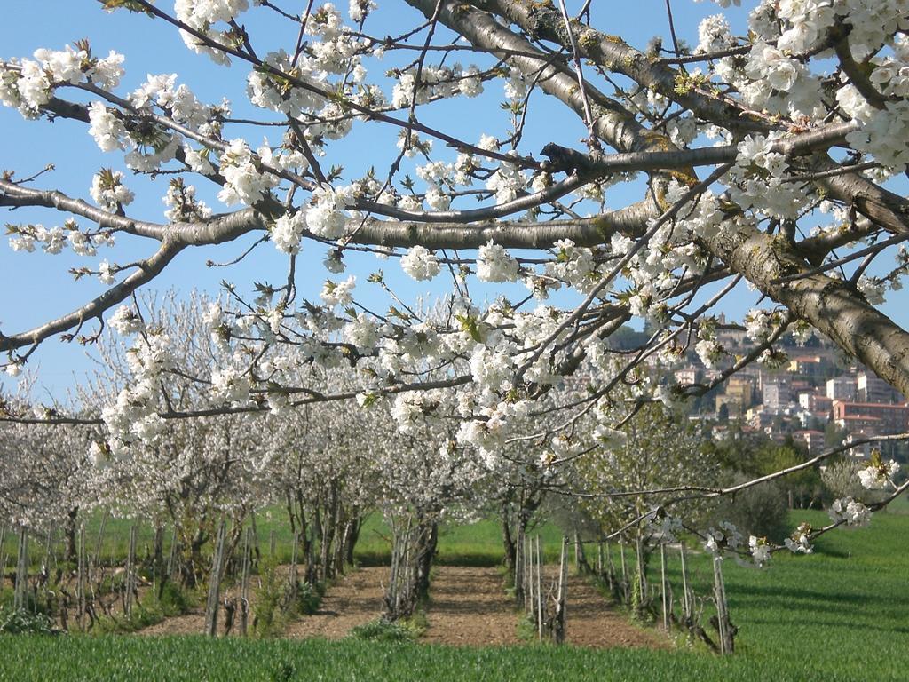 艾赛里歌住宿加早餐旅馆 奥西莫 外观 照片